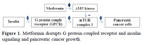 pancreas-metformin-disrupts-protein