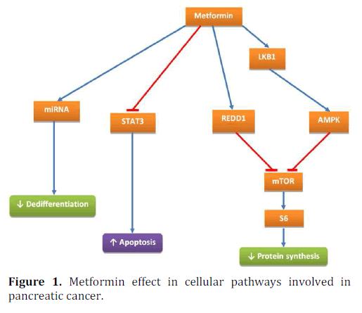 pancreas-metformin-pancreatic-cancer