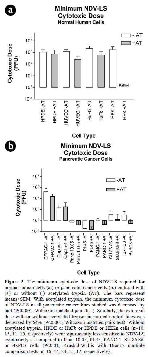 pancreas-minimum-cytotoxic-human-cells