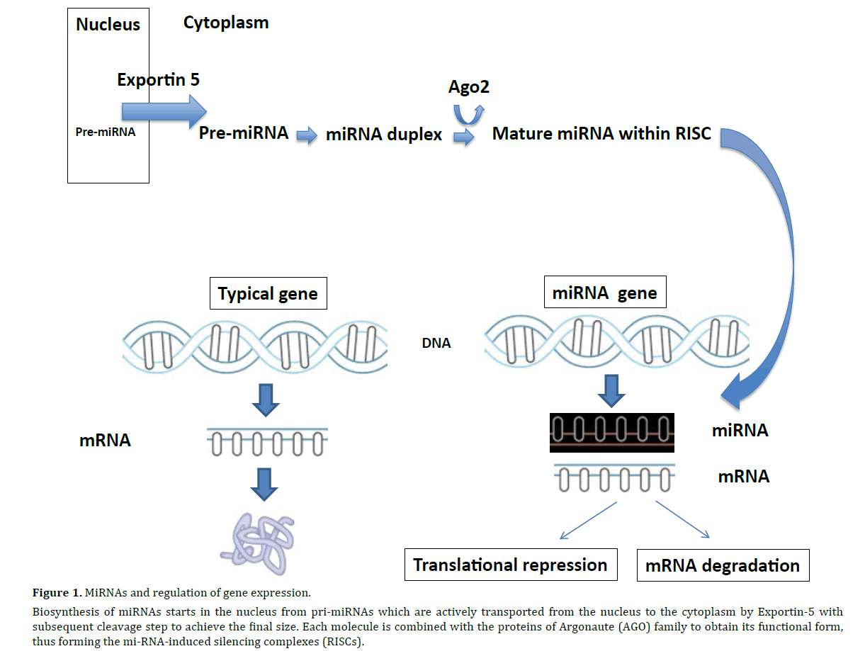 pancreas-mirnas-regulation-expression