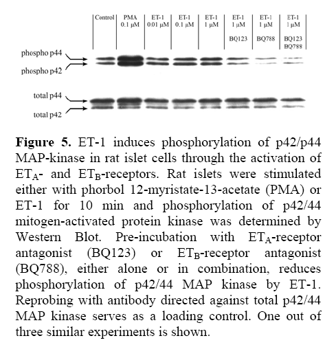 pancreas-mitogen-activated-protein