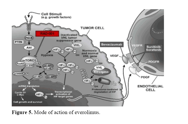 pancreas-mode-action-everolimus