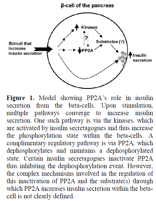 pancreas-model-insulin-secretion