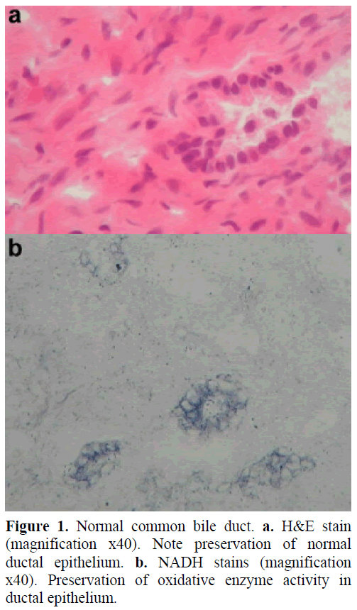 pancreas-normal-common-bile-duct