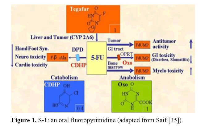 pancreas-oral-fluoropyrimidine