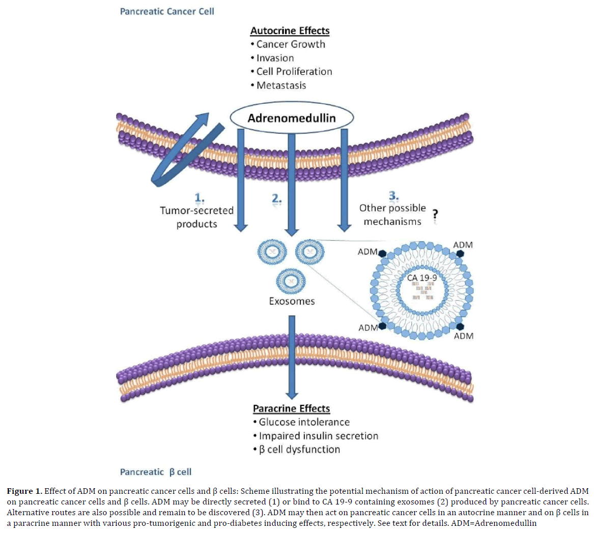 pancreas-pancreatic-cancer-cells