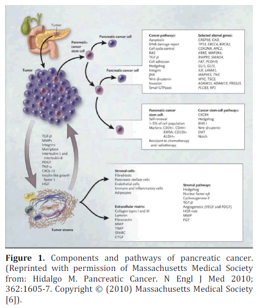 pancreas-pancreatic-cancer-massachusetts