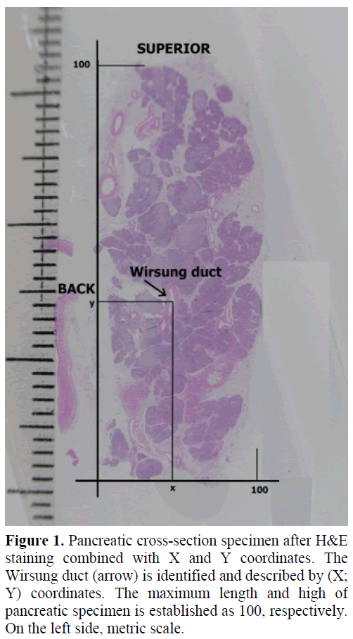 pancreas-pancreatic-cross-section-specimen