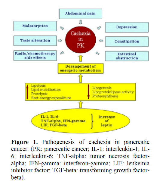 pancreas-pathogenesis-cachexia-pancreatic