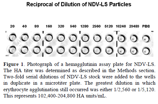 pancreas-photograph-hemagglutinin-assay