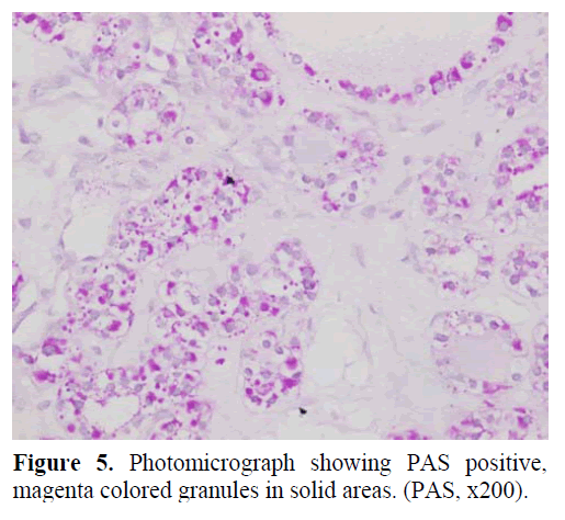 pancreas-photomicrograph-showing-positive