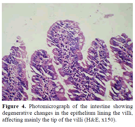 pancreas-photomicrographs-intestine