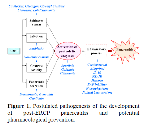pancreas-postulated-pathogenesis-development