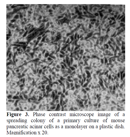 pancreas-primary-culture-mouse