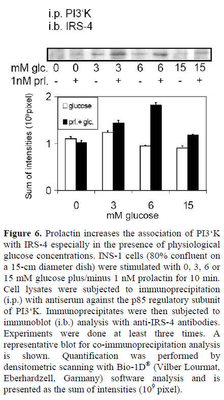 pancreas-prolactin-Immunoprecipitates