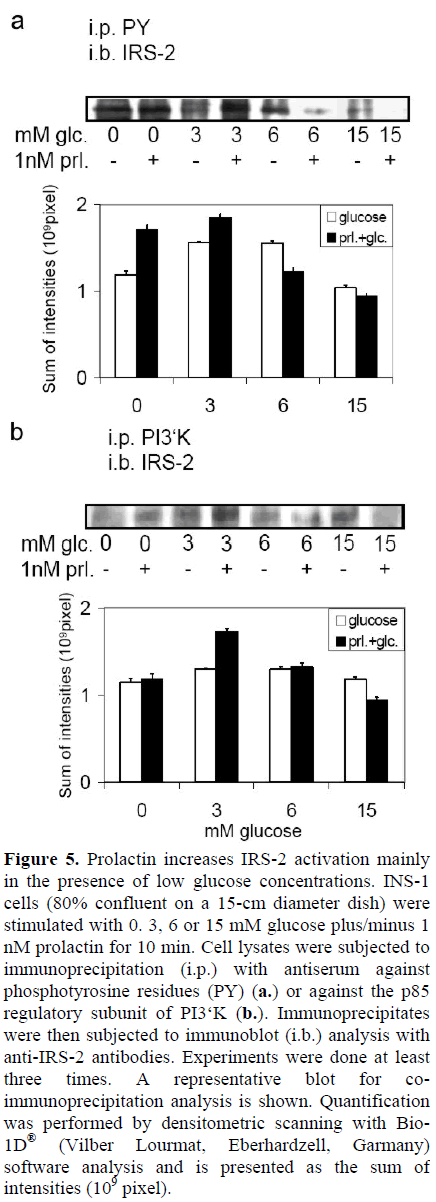 pancreas-prolactin-antiserum-immunoblot