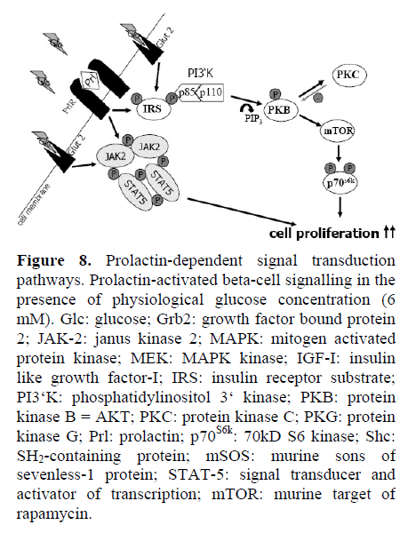 pancreas-prolactin-dependent-signal