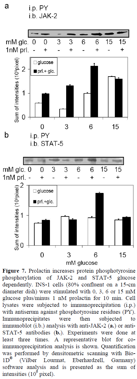 pancreas-prolactin-protein-phosphotyrosine