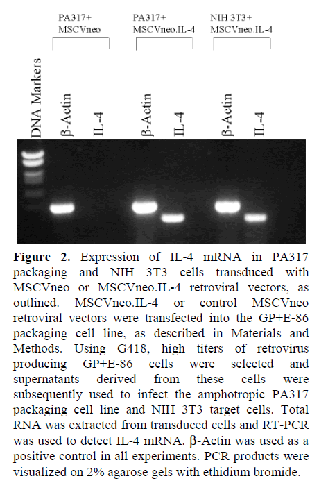 pancreas-promoters-utilized-expression