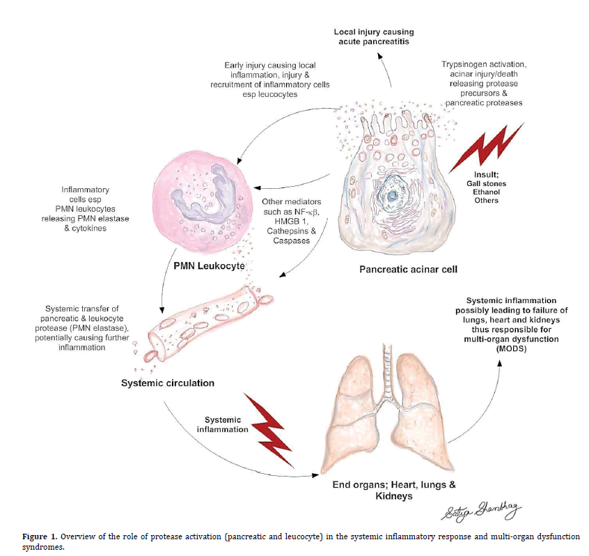 pancreas-protease