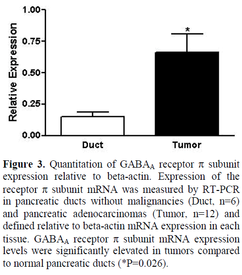 pancreas-quantitation-subunit-beta-actin