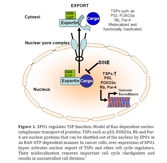 pancreas-ran-dependent-nucleocytoplasmic