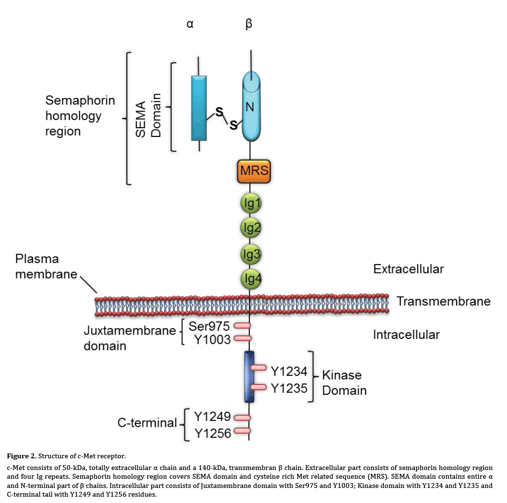 pancreas-receptor