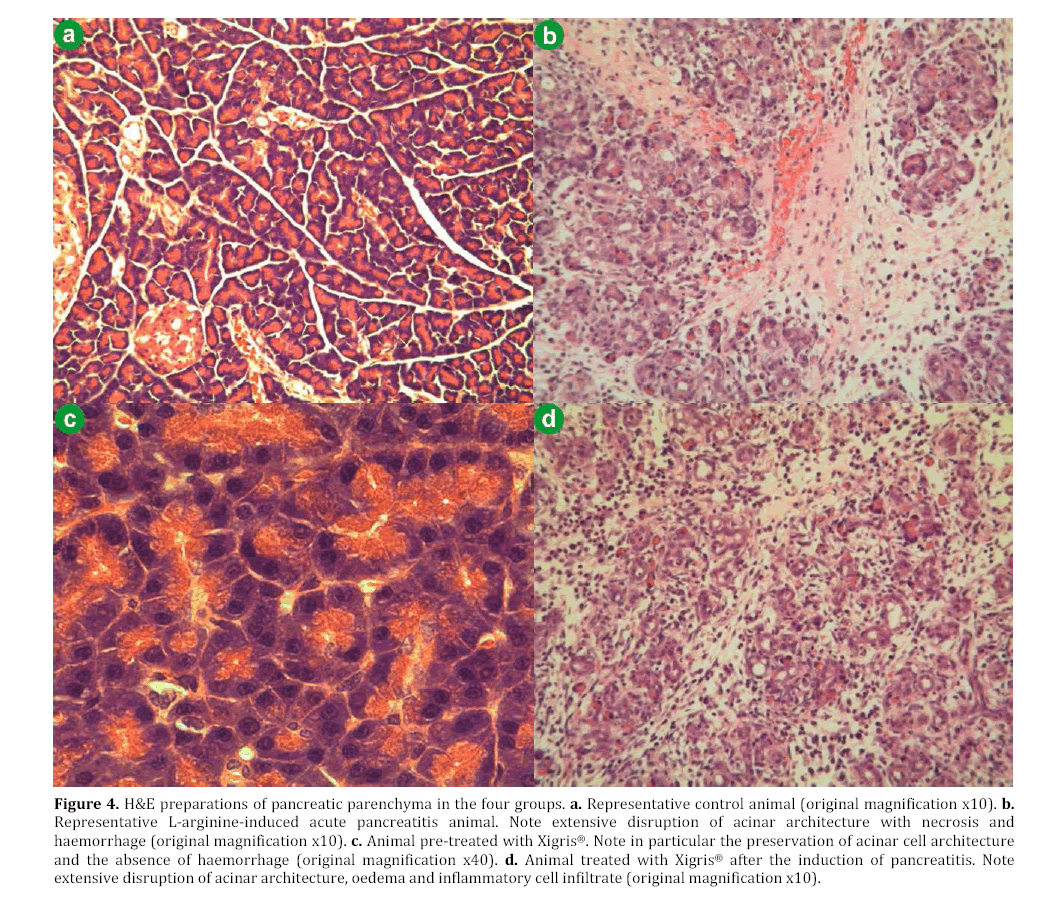 pancreas-representative-control-animal