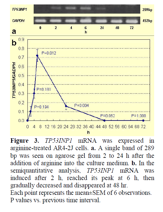 pancreas-semiquantitative-analysis