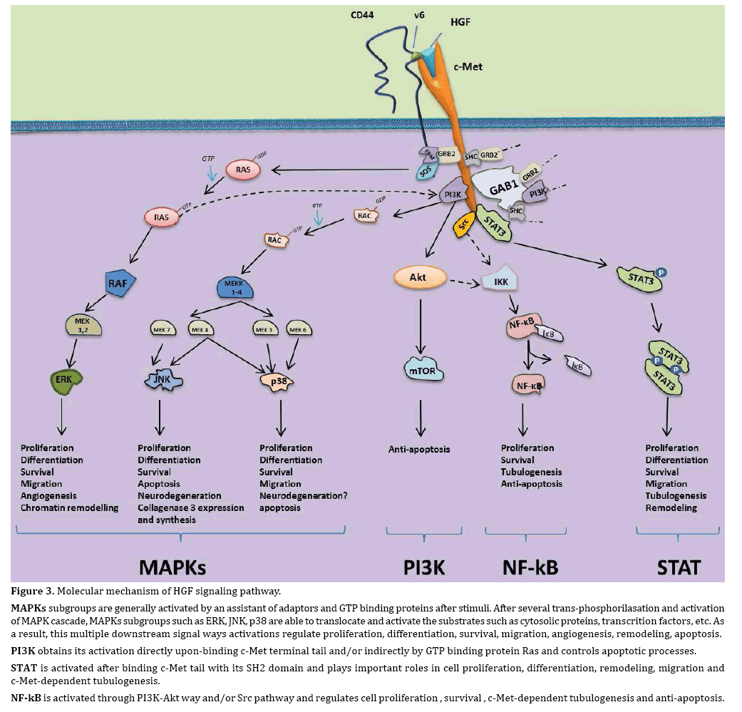 pancreas-signaling