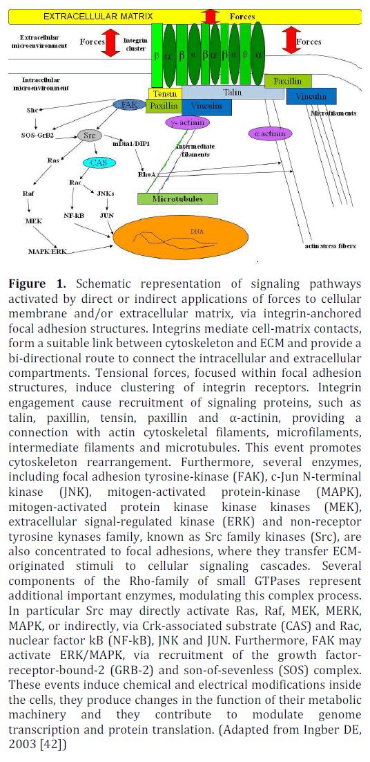 pancreas-signaling-pathways