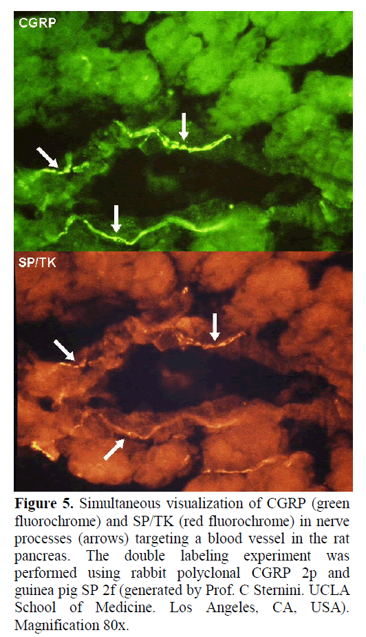 pancreas-simultaneous-visualization