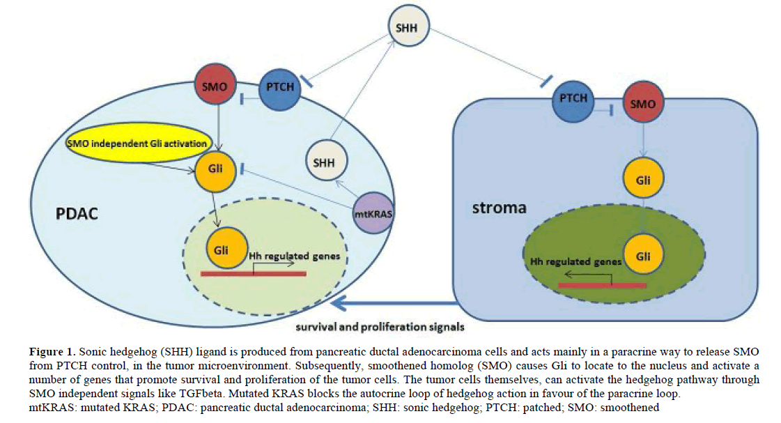 pancreas-sonic-hedgehog-ligand