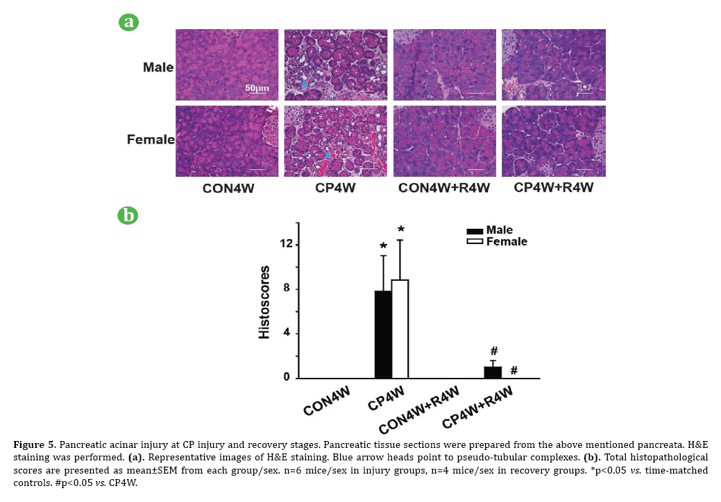 pancreas-staining