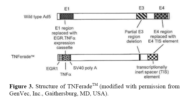 pancreas-structure-TNFerade