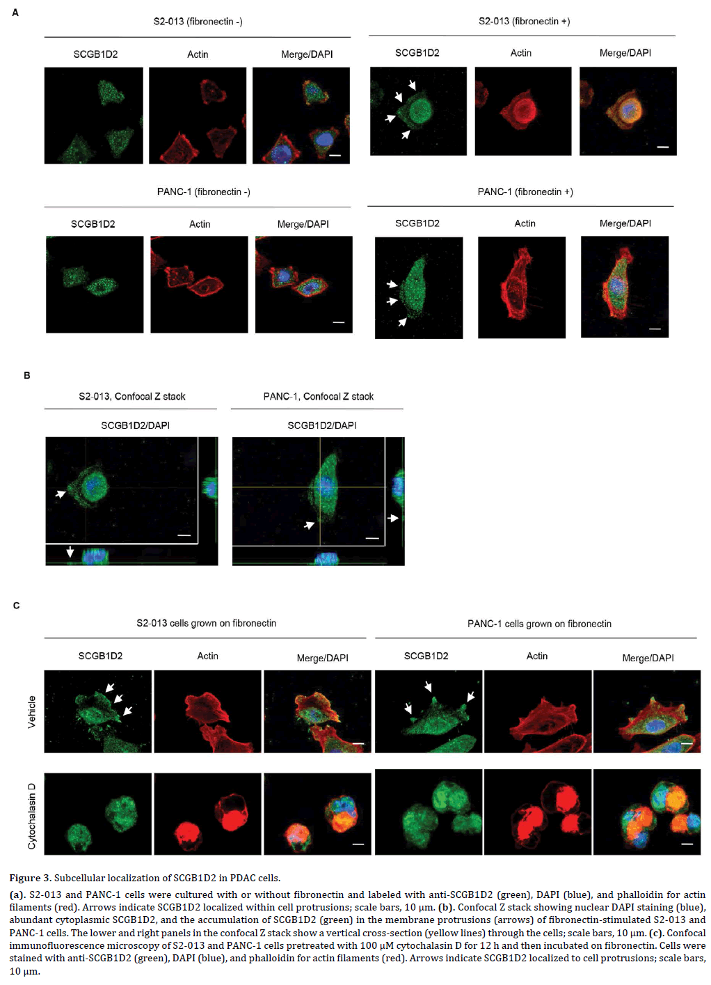 pancreas-subcellular-localization