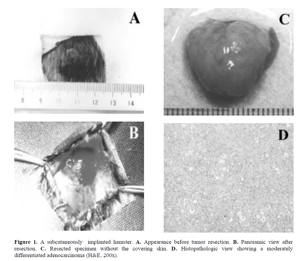 pancreas-subcutaneously-implanted-hamster