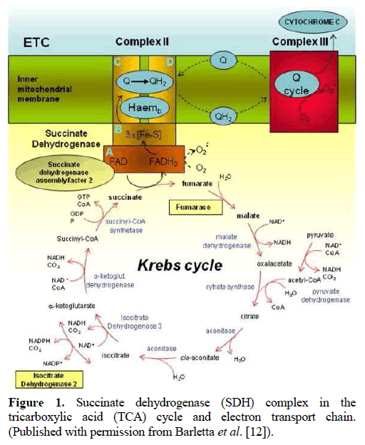 pancreas-succinate-dehydrogenase-tricarboxylic