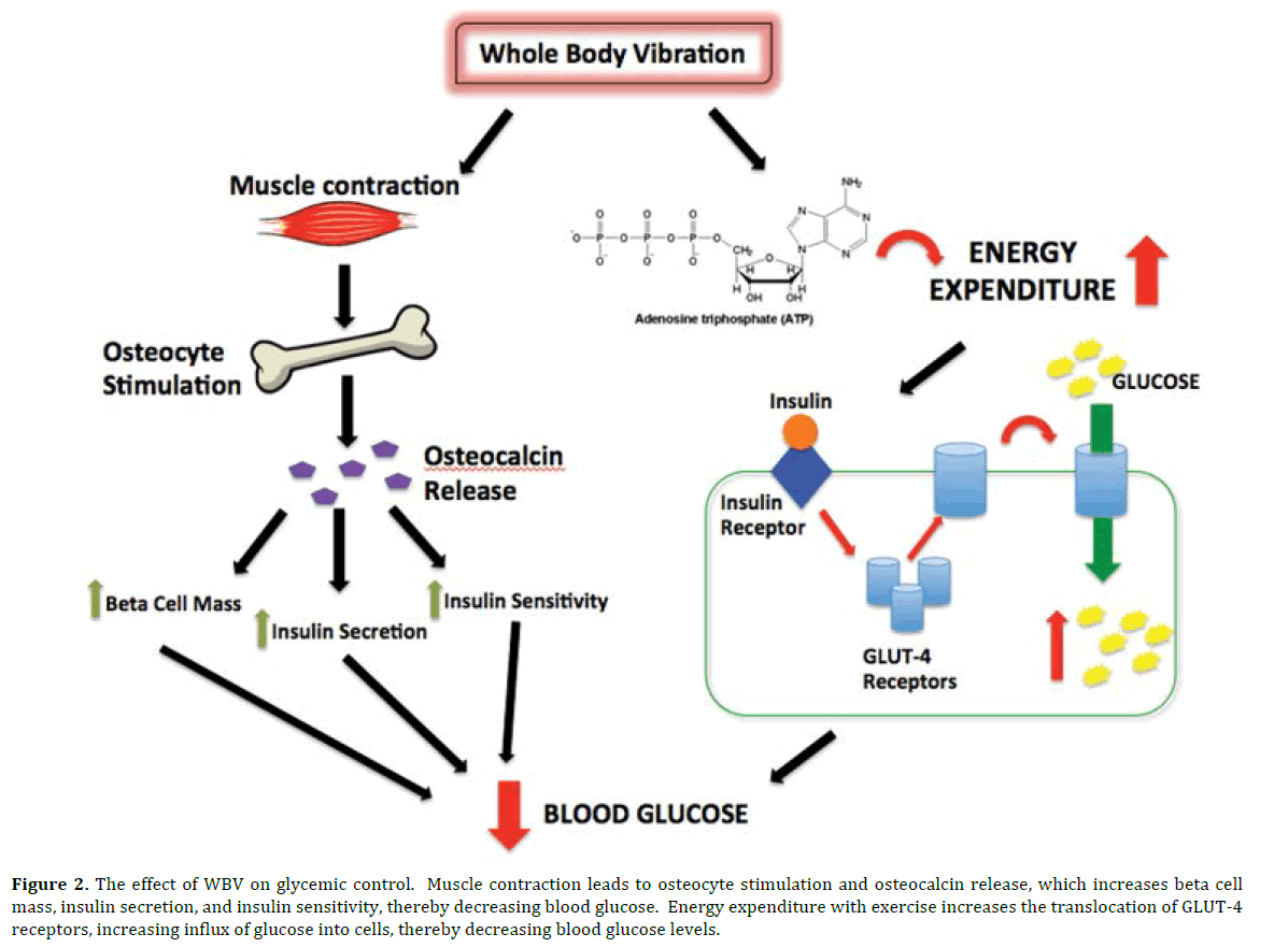 pancreas-the-effect-glycemic-control