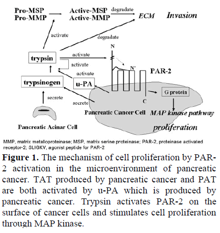 pancreas-the-mechanism-cell-proliferation