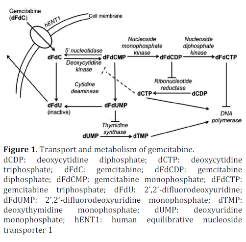 pancreas-transport-metabolism-gemcitabine