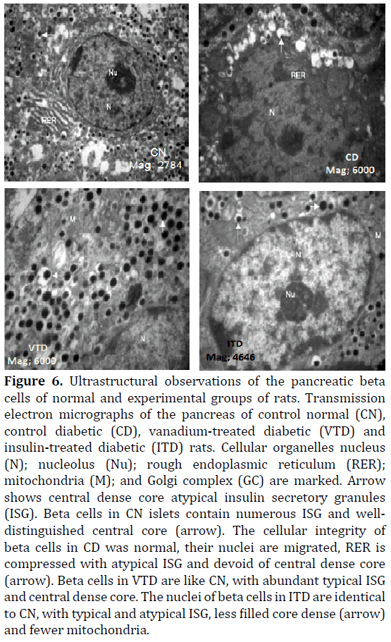 pancreas-ultrastructural-observations