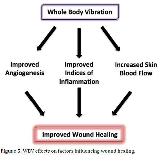 pancreas-wbv-effects-factors-influencing