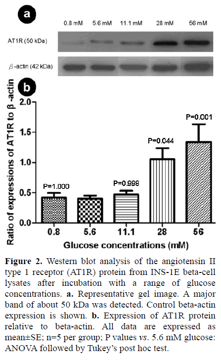 pancreas-western-blot-analysis