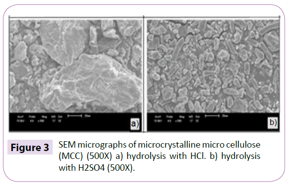 polymer-sceiences-sem-micrographs-cellulose