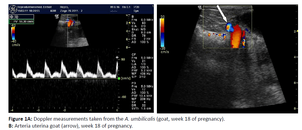 primarycare-Doppler-measurements