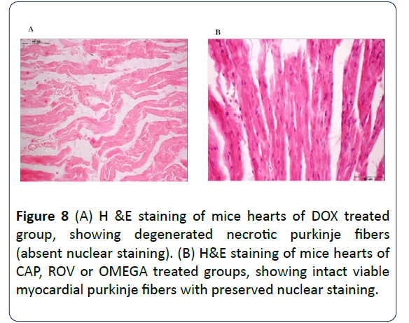 research-journal-oncology-mice-hearts