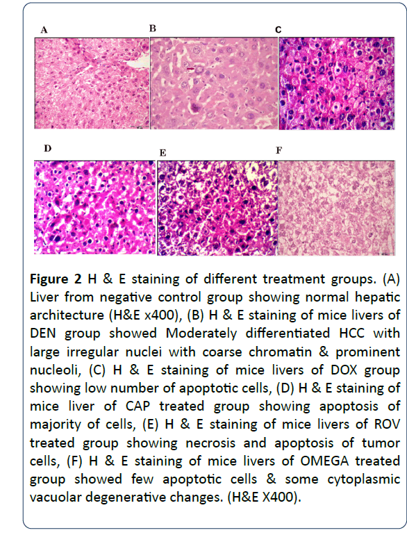 research-journal-oncology-treatment-groups