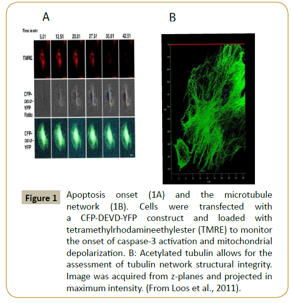 stemcells-Apoptosis-onset