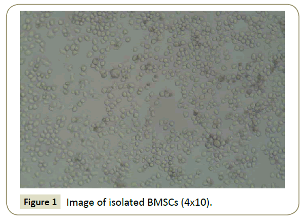 stemcells-Image-isolated-BMSCs